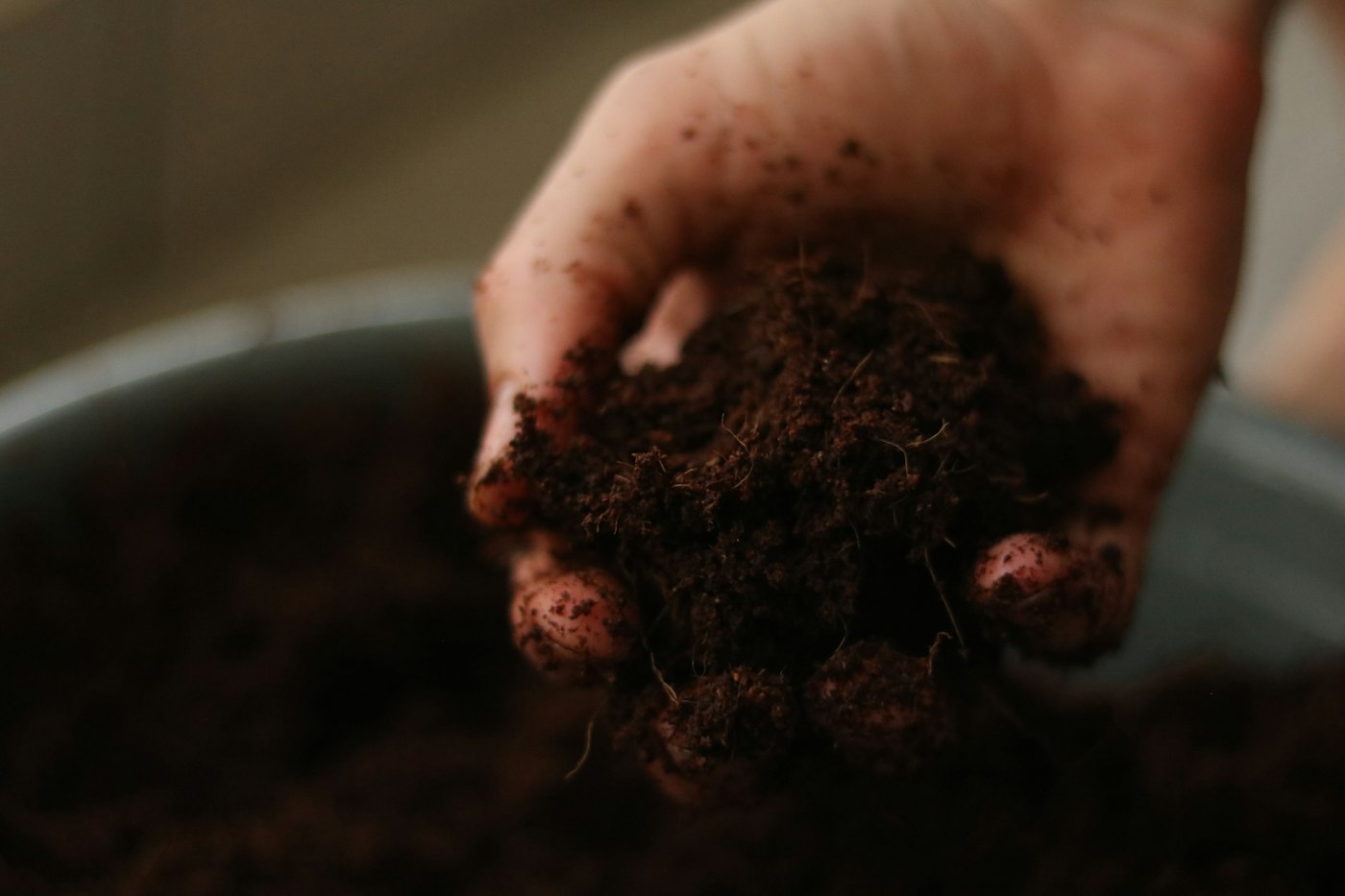 A hand holding a scoop of dark potting mix