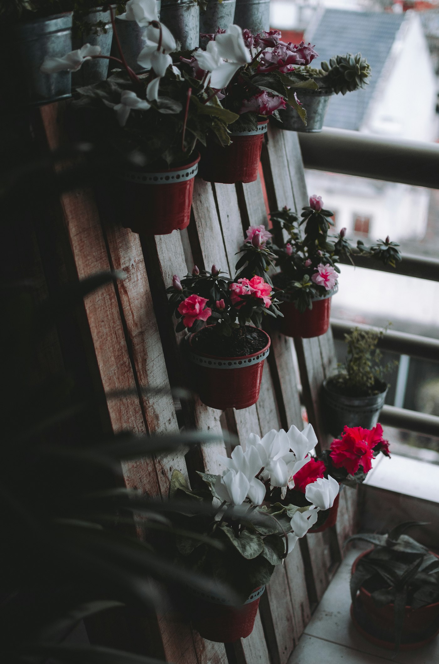 Red and white flowers blooming in a red container