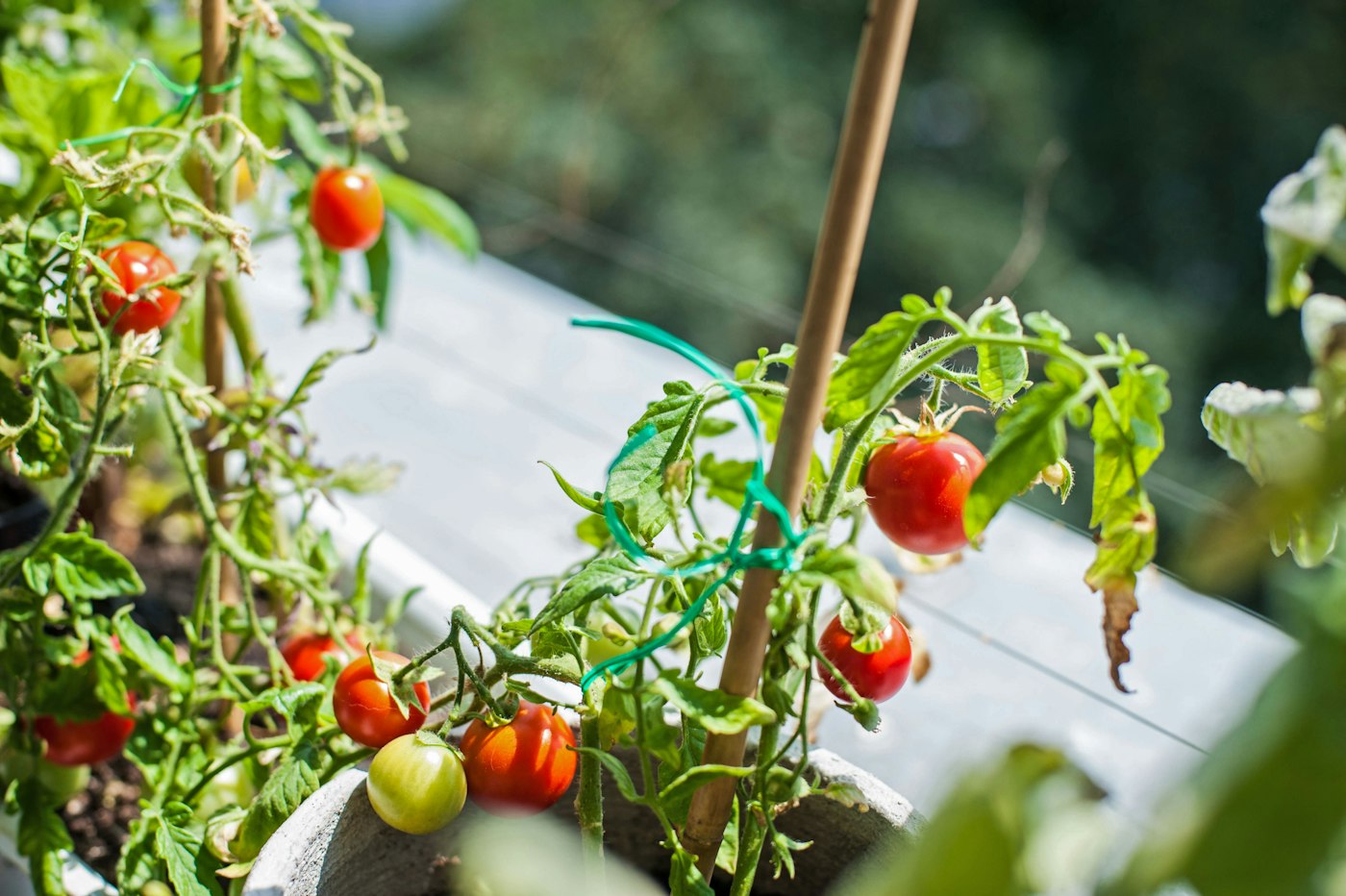 Close-up of ripe red tomatoes growing on the vine in a container